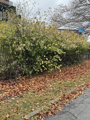 Euonymus fortunei fortunei