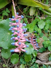 Aechmea gamosepala