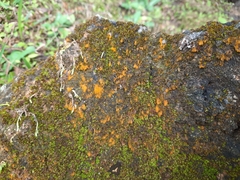 Trentepohlia aurea