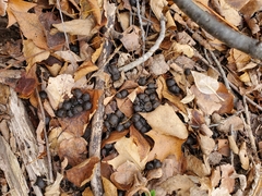 Odocoileus virginianus