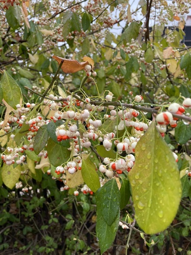 Euonymus fortunei f. carrierei iNat (3)