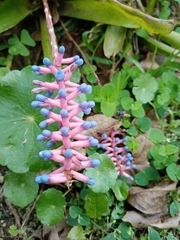 Aechmea gamosepala