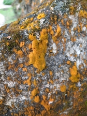 Trentepohlia aurea