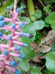 Aechmea gamosepala