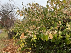 Euonymus fortunei fortunei