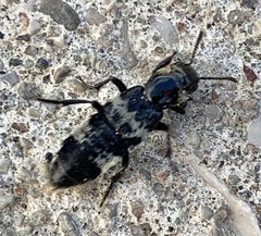 Creophilus maxillosus