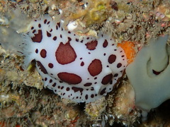 Peltodoris atromaculata
