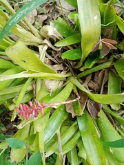 Aechmea gamosepala
