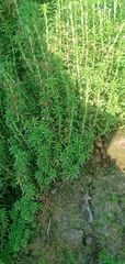 Paepalanthus fluviatilis