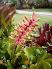 Aechmea gamosepala