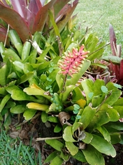 Aechmea gamosepala