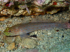 Gobius xanthocephalus