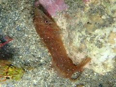 Lepadogaster candolii