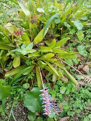 Aechmea gamosepala
