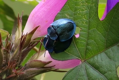 Cyrtonota