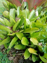 Aechmea gamosepala