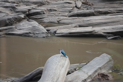 Halcyon senegalensis