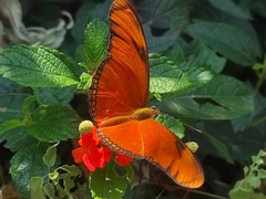 Dryas iulia moderata
