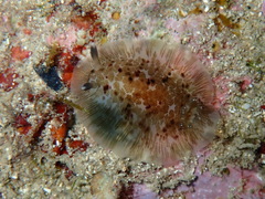 Dendrodoris grandiflora