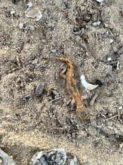 Pachydactylus austeni