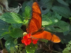 Dryas iulia moderata