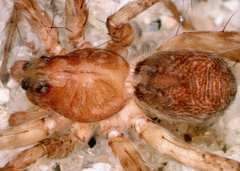 Pardosa uintana