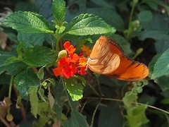 Dryas iulia moderata