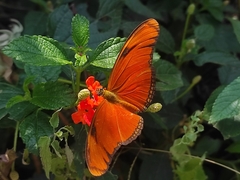 Dryas iulia moderata