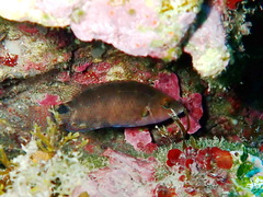 Symphodus mediterraneus