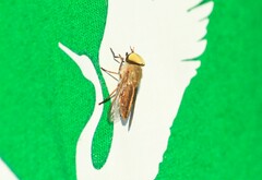 Tabanus lineola
