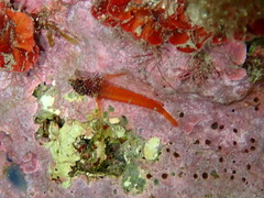 Tripterygion melanurus