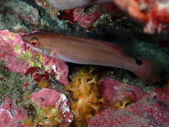 Ctenolabrus rupestris