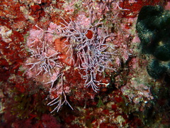 Amphiroa