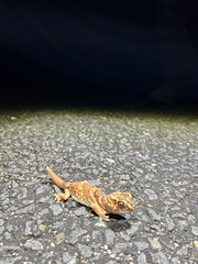 Chondrodactylus angulifer