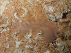 Leptoplana vitrea