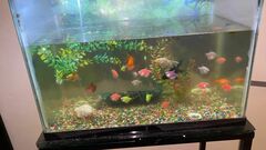 Gymnocorymbus ternetzi