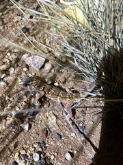 Chondrodactylus angulifer