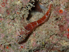Tripterygion melanurus