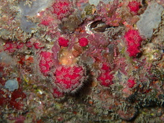 Alcyonium coralloides