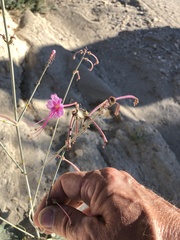 Anulocaulis leiosolenus