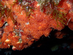 Polysyncraton lacazei
