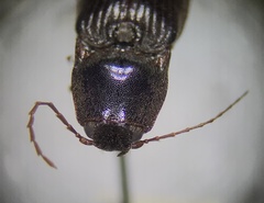 Hemicrepidius nemnonius