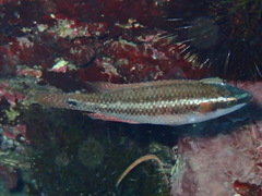 Symphodus ocellatus