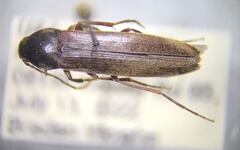 Serropalpus