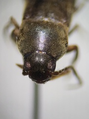 Serropalpus
