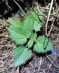Urtica pilulifera