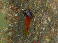 Microlipophrys nigriceps
