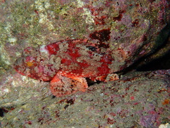 Scorpaena notata