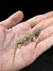 Pachydactylus amoenus