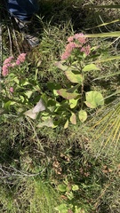 Pluchea odorata odorata